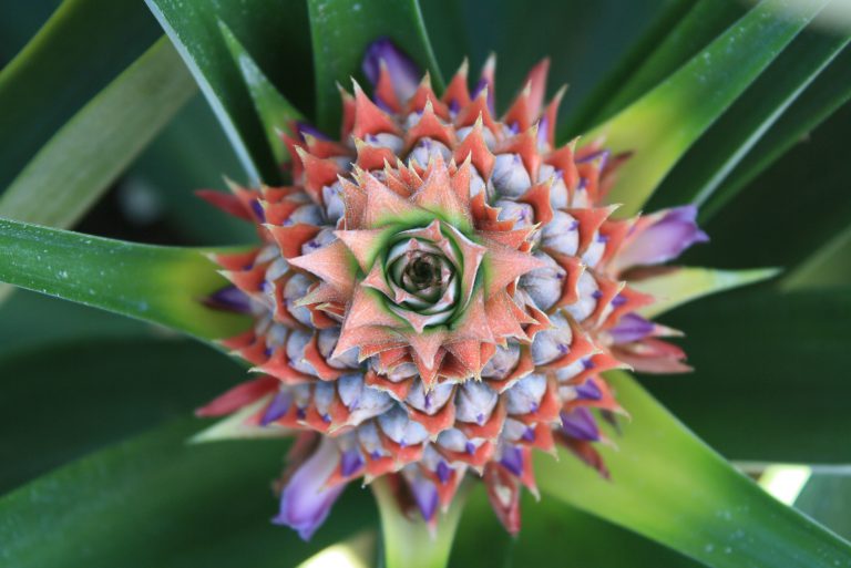 Pineapple Life Cycle Diagram