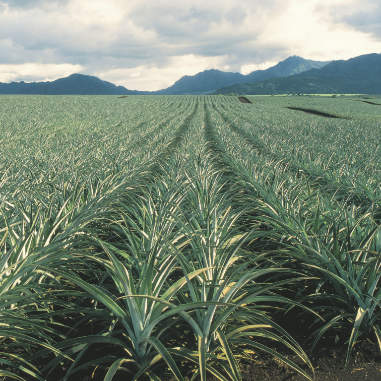 Pineapple Production In Costa Rica Chestnut Hill Farmschestnut Hill Farms